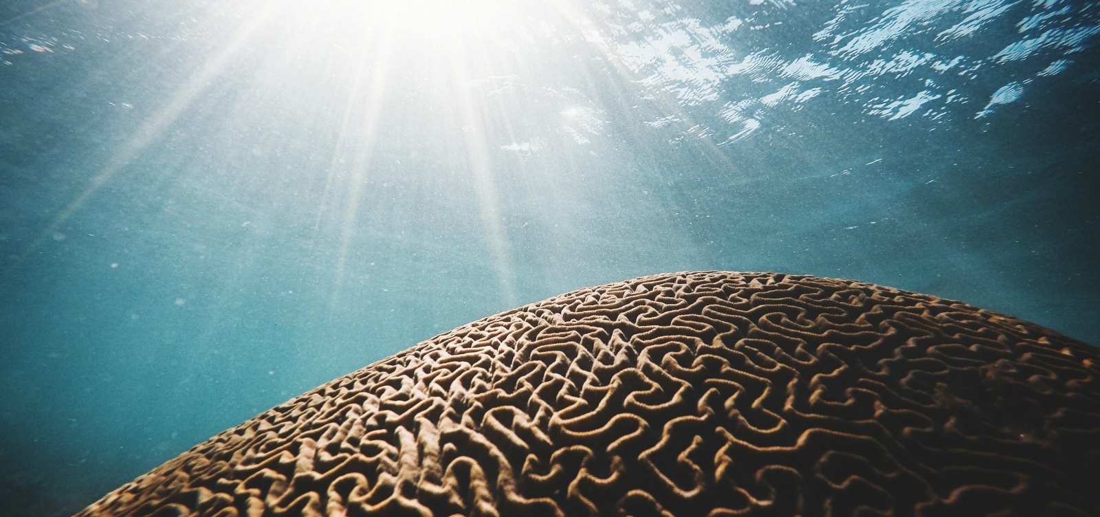 Brain Coral